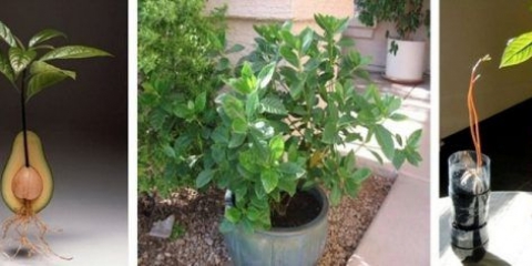 Kako uzgajati liči iz kosti kod kuće: značajke uzgoja kod kuće